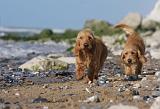 BASSET FAUVE DE BRETAGNE 050